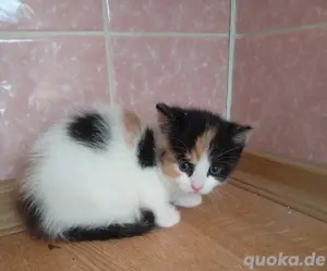 Katzenbaby abzugeben 