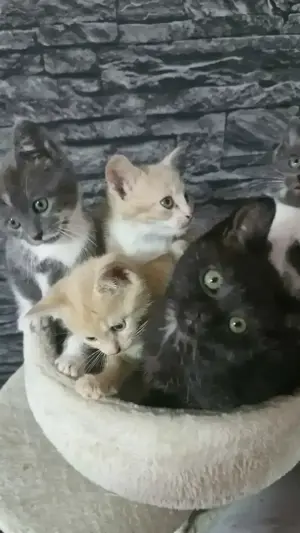 Bkh Mix Babys 