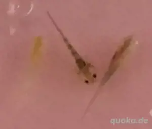 Suche Aquarium 