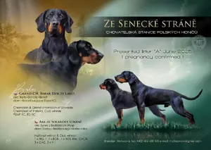 Gónczy polski  Polnischer Jagdhund - Welpen