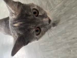 Katzen,Mutter und Tochter,Mutter ist ein glückskatze und Tochter Mischung mit britischer kurze haare