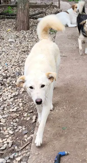 ROCCO - ist bereit für Abenteuer (wartet in Rumänien) Bild 8