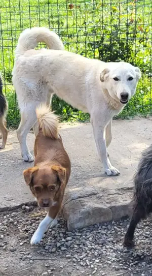 ROCCO - ist bereit für Abenteuer (wartet in Rumänien) Bild 7