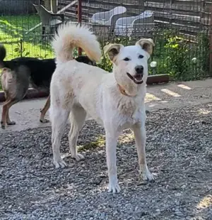 ROCCO - ist bereit für Abenteuer (wartet in Rumänien) Bild 4