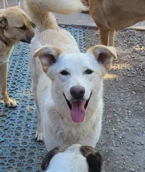 ROCCO - ist bereit für Abenteuer (wartet in Rumänien)