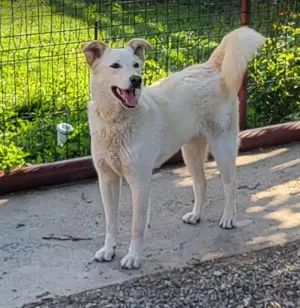 ROCCO - ist bereit für Abenteuer (wartet in Rumänien) Bild 5