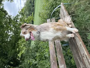 Australian Shepherd Rüde 