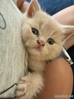 Bkh Kitten zu verkaufen 