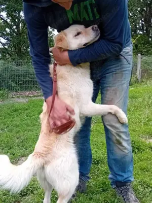 Golden Retriever Mix Rüde 3J 53cm 20kg ANFÄNGERHUND sofort Bundesweit ausreisbar