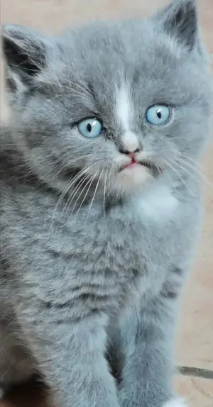 Wir haben BKH BLH Kitten in liebevolle Hände abzugeben 
