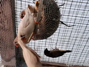 Zebrafinken zum verkaufen  Bild 4