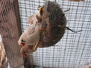 Zebrafinken zum verkaufen  Bild 2