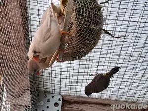 Zebrafinken zum verkaufen  Bild 3