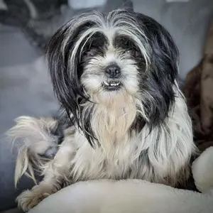 hübsche Hundedame SENJA wünscht sich einen ruhigen Für-Immer-Kuschelplatz