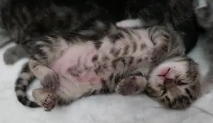 Süßes Kitten Mädchen sucht ein neues zu Hause für immer!