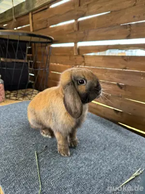 Minilop | Zwerwidder | Bock | Kaninchen