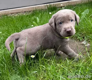 Labrador Welpen mit Ahnentafel