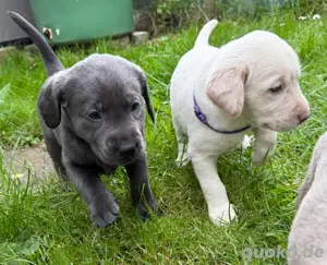 Labrador Welpen mit Ahnentafel