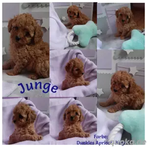 Pudel Toypudel