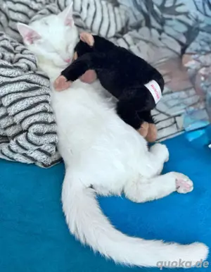 Kuschelpartner gesucht 