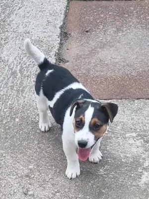 Jack Russel Welpe Rüde 