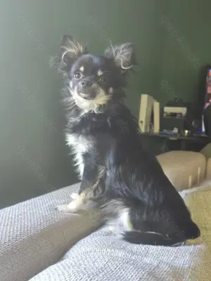 Chihuahua Langhaar Tricolor 