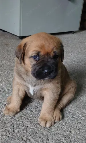 Bernhardiner-Mix - Labrador - Welpen 
