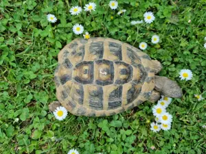 Verkaufe männliche Landschildkröte Bild 6