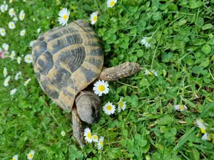 Verkaufe männliche Landschildkröte Bild 3