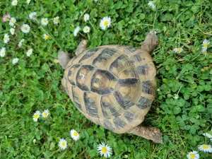 Verkaufe männliche Landschildkröte Bild 4