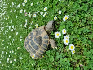 Verkaufe männliche Landschildkröte Bild 5