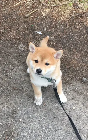 Shiba inu Welpen nur noch 2 ! 
