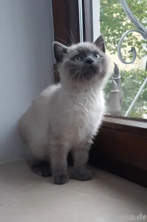 BKH Kitten blue point Abgabebereit
