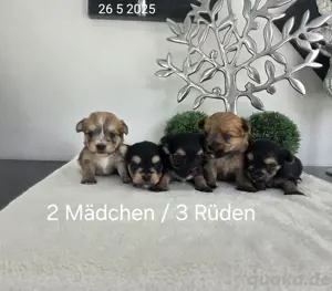Morkie  Yorkshire-Malteser welpen