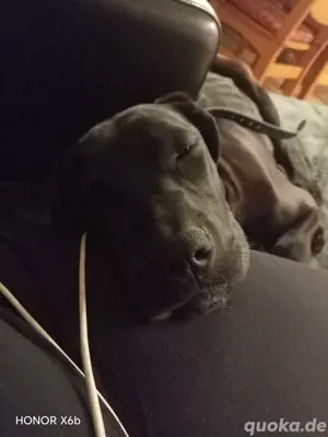 Deutsche Dogge 6 monate 
