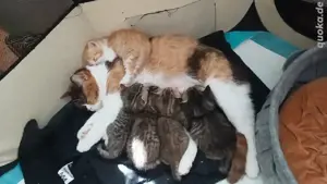 BKH-Kitten