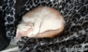 BKH Maine Coon Kitte 