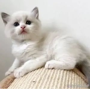 Süße Ragdoll-Kätzchen verfügbar