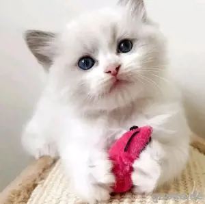 Süße Ragdoll-Kätzchen verfügbar