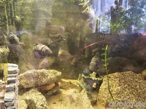 Aquarienfische