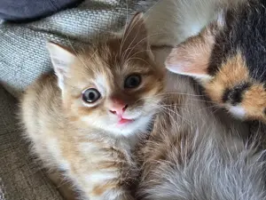 Baby Katzen  Bild 3