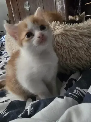 Baby Katzen 