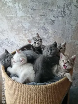 BKH Kitten 