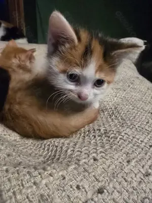 Baby Katzen  Bild 2