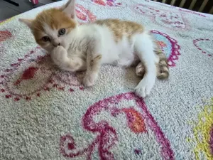 Baby Katzen  Bild 6