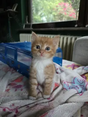 Baby Katzen  Bild 5