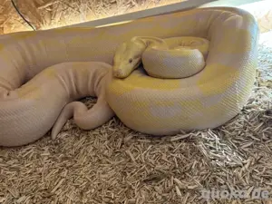 boa constrictor imperator 0.1 albino 