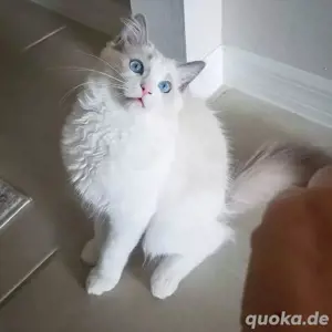 Süße Ragdoll-Kätzchen verfügbar