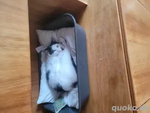 katze Weiblich EKH