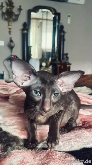 Orientalisch Kurzhaar Kitten mit Stammbaum 